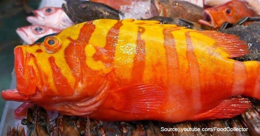 Neptune Grouper/youtube.com (FoodCollector)
