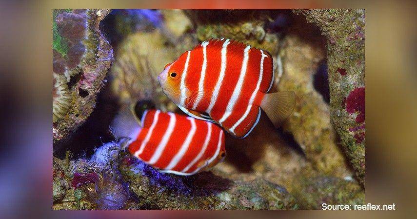 Peppermint Angelfish/reeflex.net