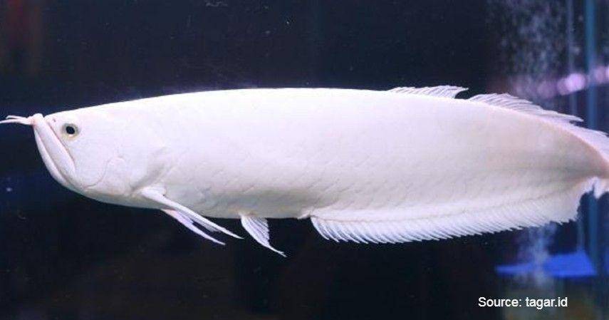 Platinum Arowana/tagar.id