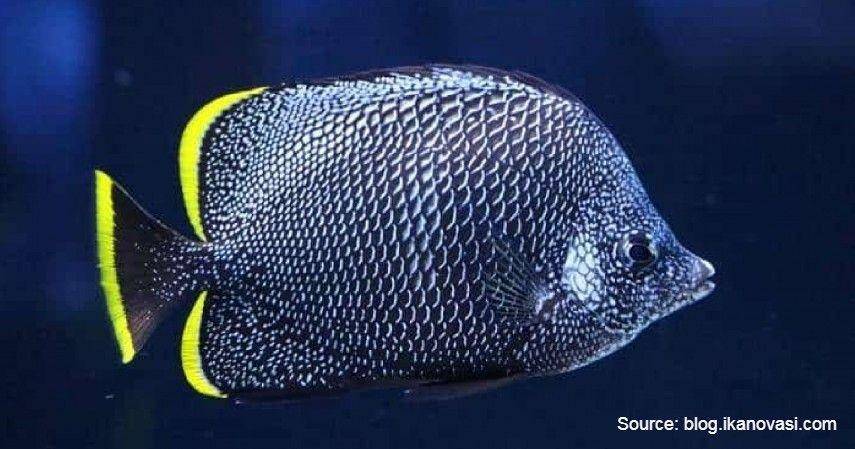 Wrought Iron Butterflyfish/blog.ikanovasi.com