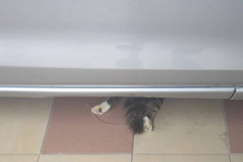 potret lucu kucing saat mereka menjadi montir bengkel (twitter.com/husnaahnaf)