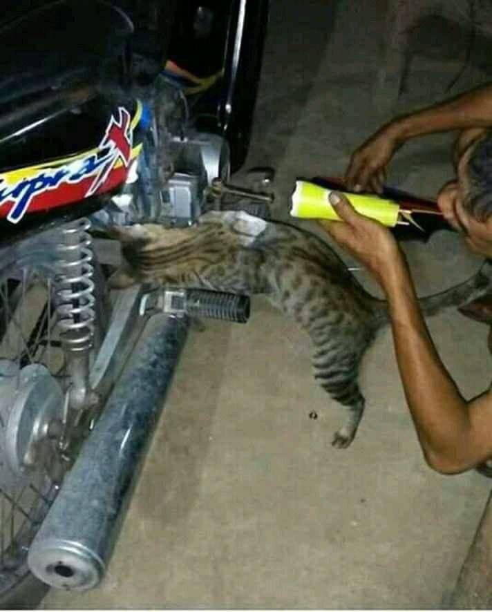 potret lucu kucing saat mereka menjadi montir bengkel (twitter.com/bornecleboy)