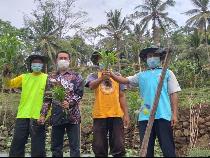 Cara Gunakan Kotoran Ternak untuk Lahan Organik di Kebumen, Gak Ribet!