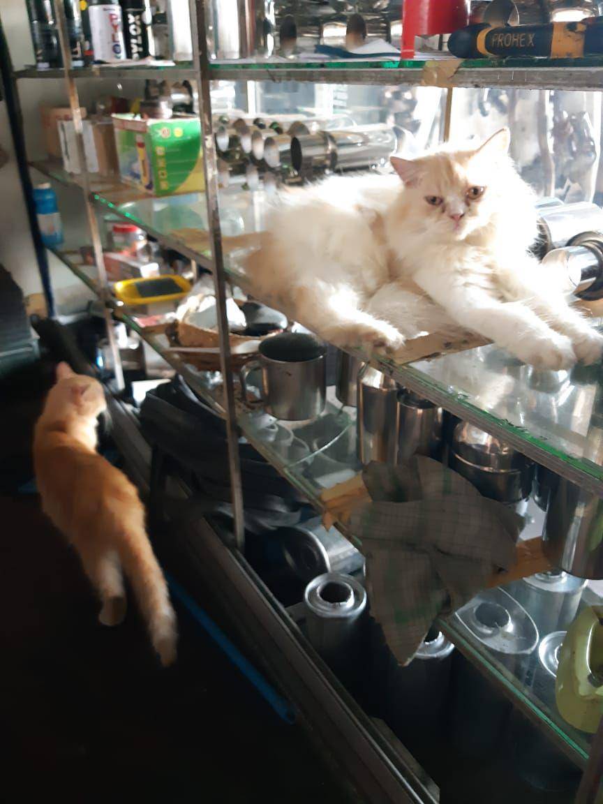 potret lucu kucing saat mereka menjadi montir bengkel (twitter.com/cocodenatha)