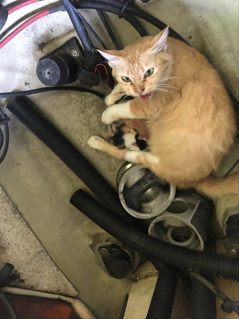 potret lucu kucing saat mereka menjadi montir bengkel (twitter.com/nnabilahsnf)