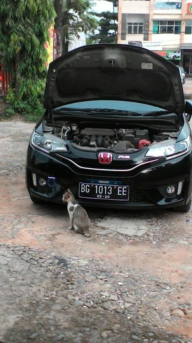 potret lucu kucing saat mereka menjadi montir bengkel (twitter.com/RizanAde)