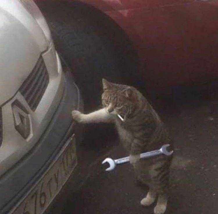 potret lucu kucing saat mereka menjadi montir bengkel (twitter.com/seaweed8rain)