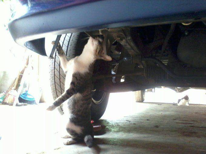 potret lucu kucing saat mereka menjadi montir bengkel (twitter.com/aulia__rafly/)