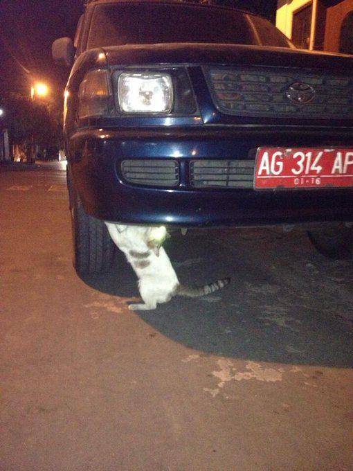 potret lucu kucing saat mereka menjadi montir bengkel (twitter.com/chiw)