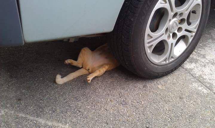 potret lucu kucing saat mereka menjadi montir bengkel (twitter.com/mrlucaz)