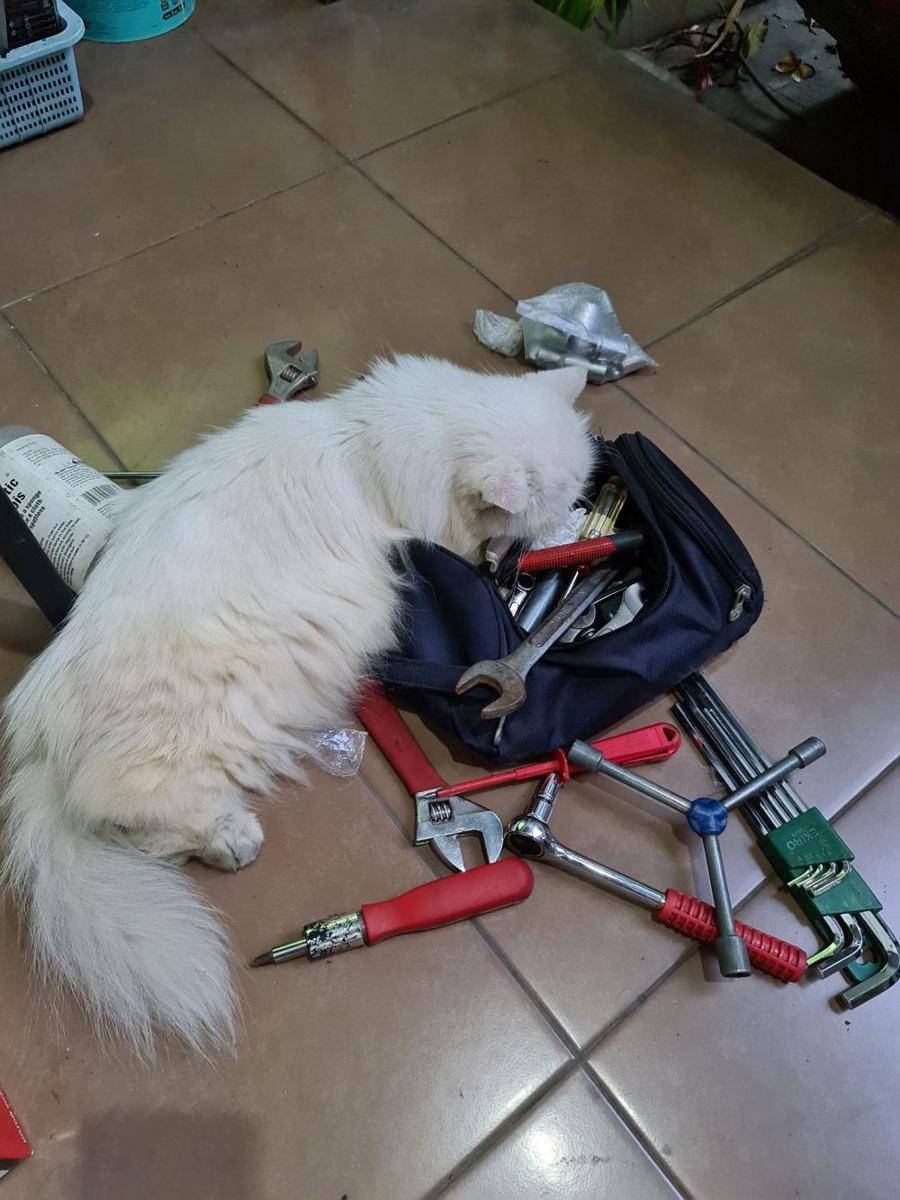 potret lucu kucing saat mereka menjadi montir bengkel (twitter.com/Sarikit)