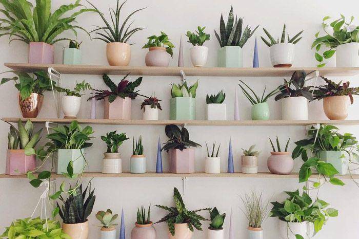 Menata tanaman hias di rak dinding kayu. (shedoesthecity.com)