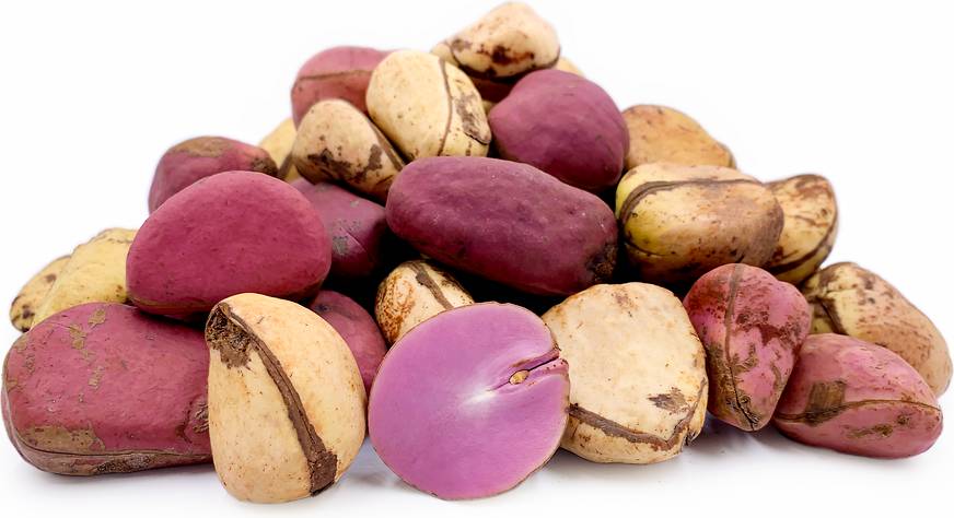 ilustrasi kacang kola (specialtyproduce.com)
