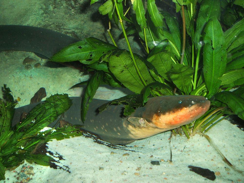 Dianggap Mematikan, 10 Potret Ikan Paling Berbahaya di Dunia