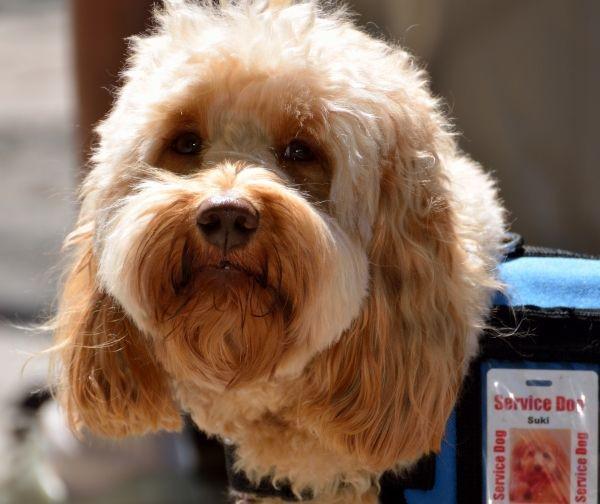 Fakta Service Dogs, Anjing Cerdas Pembantu Para Difabel