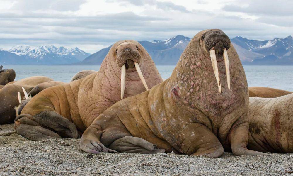Walrus (wanderlust.co.uk)