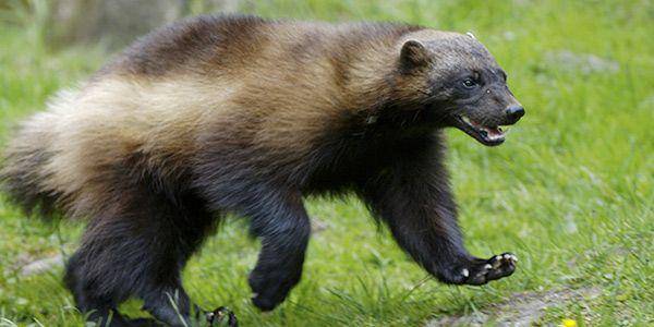 wolverine (nwf.org)
