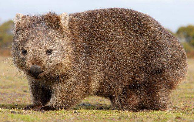 wombat (britannica.com)