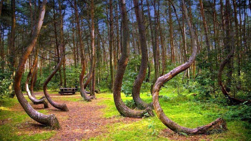 Crooked Forest di Polandia (pinterest.com/aloptcoffee)