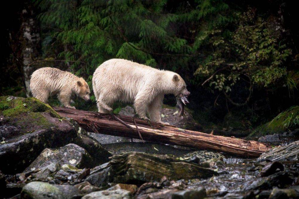 Great Bear Rainforest, Kanada (theglobeandmail.com)