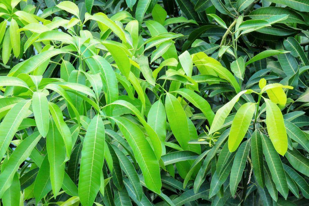 ilustrasi daun mangga (pixabay.com/Guddanti)