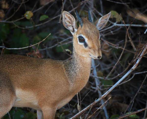 ilustrasi duiker (awf.org)