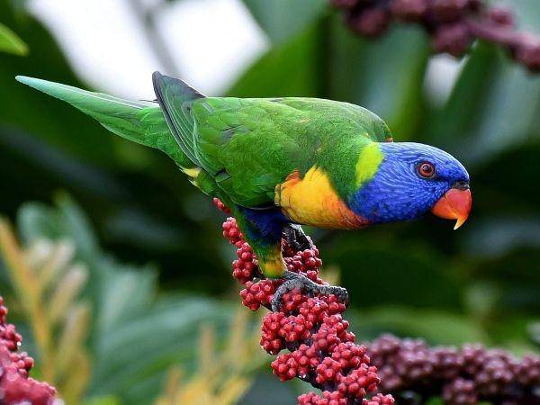 ilustrasi lorikeet pelangi (ebird.org)
