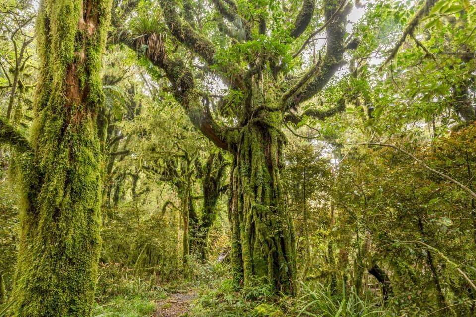 Goblin Forest, New Zealand (shutterbug.com)