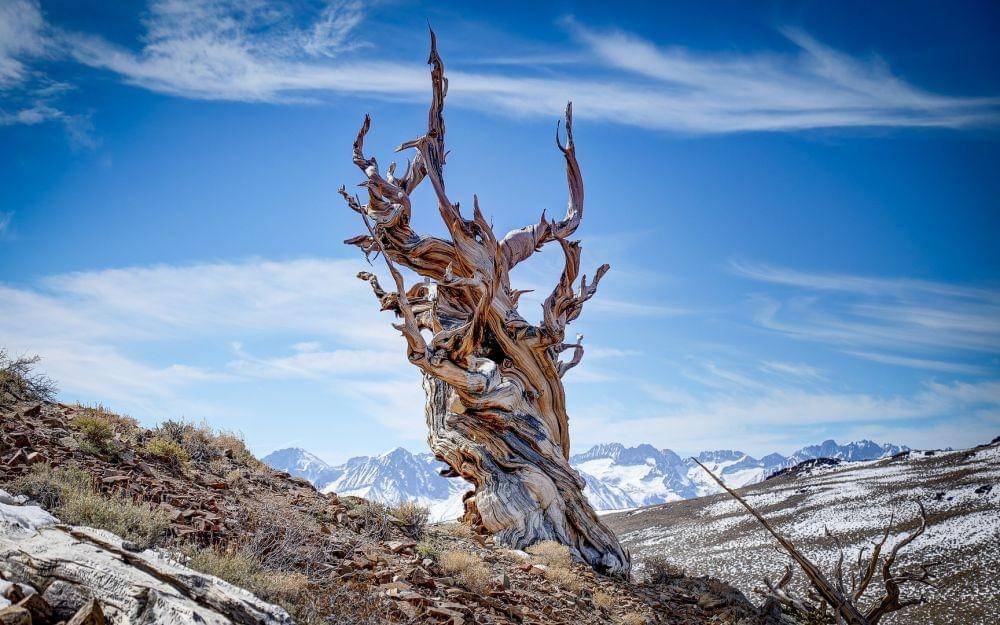 Ancient Bristlecone Pine Forest, Amerika Serikat (outdoorproject.com)