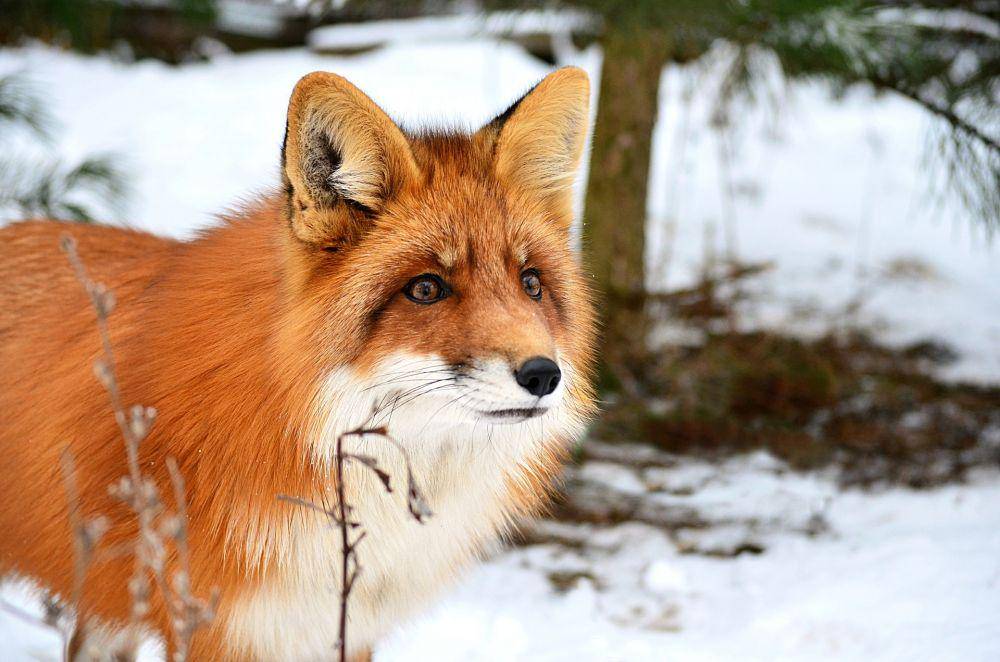 rubah (pexels.com/Funny Foxy Pride)