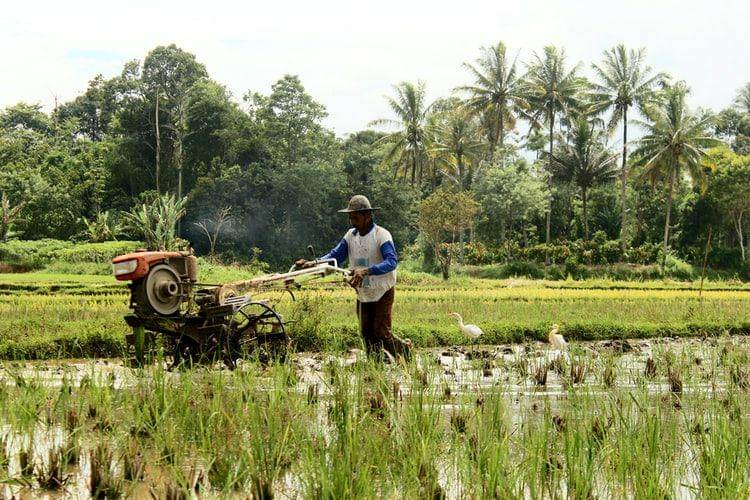 ilustrasi membajak sawah dengan traktor  (unplash.com/defika hendri)