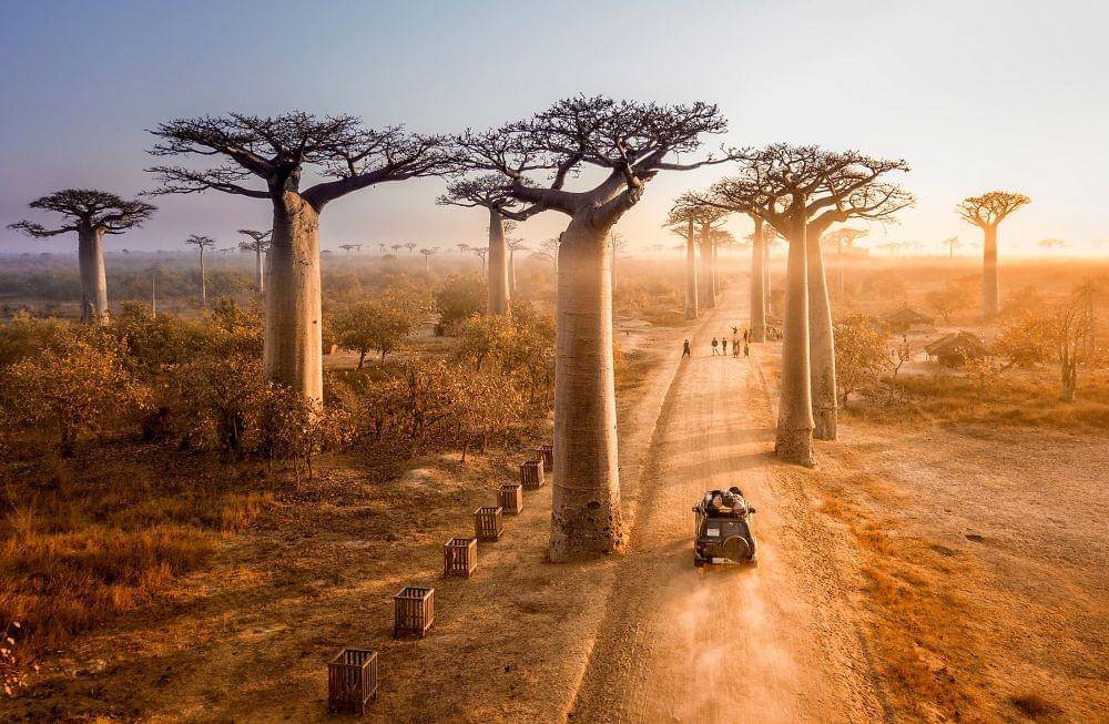 Avenue of the Baobabs, Madagaskar (worldatlas.com)