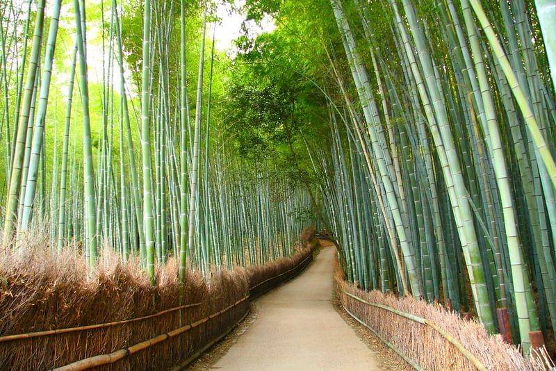 Arashiyama Bamboo Grove, Jepang (insidekyoto.com)