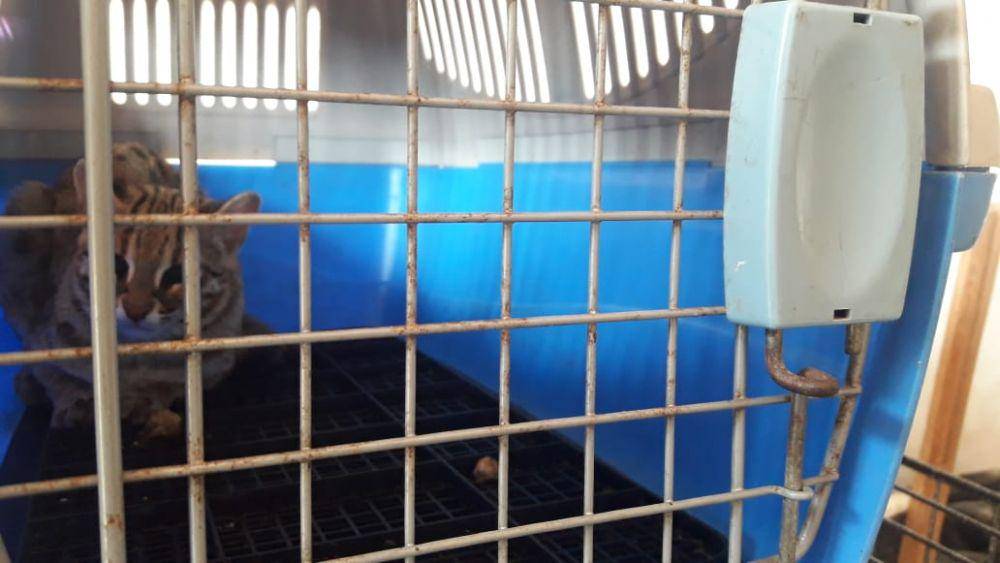 Kucing hutan yang diserahkan warga Tulungagung ke BKSDA Kediri. IDN Times/ istimewa