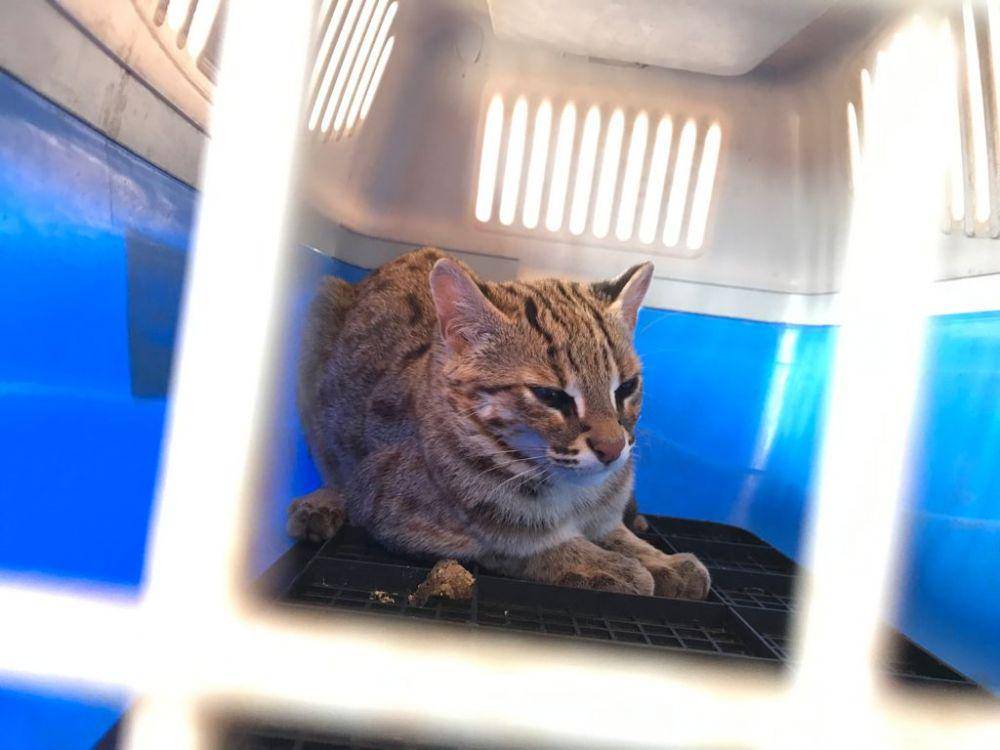 Kucing hutan yang diserahkan warga Tulungagung ke BKSDA Kediri. IDN Times/ istimewa