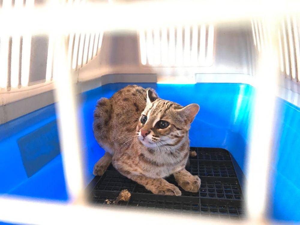 Kucing hutan yang diserahkan warga Tulungagung ke BKSDA Kediri. IDN Times/ istimewa