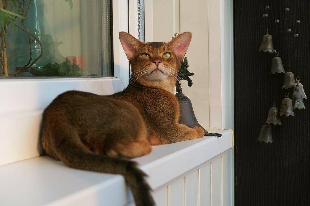 ilustrasi kucing abyssinian (pixabay.com/tsapenkodg)