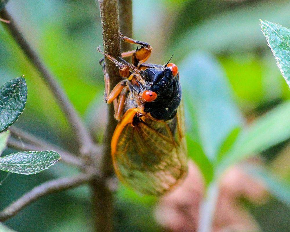 ilustrasi cicada (pixabay.com/JamesDeMers)