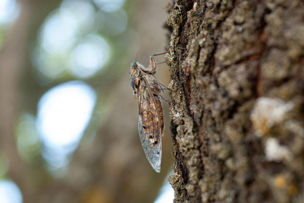 ilustrasi cicada (pixabay.com/barskefranck)