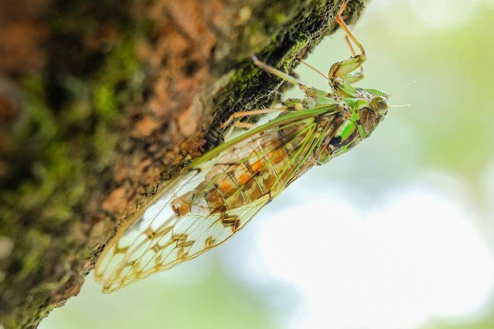 ilustrasi cicada (pixabay.com/YukieChen)