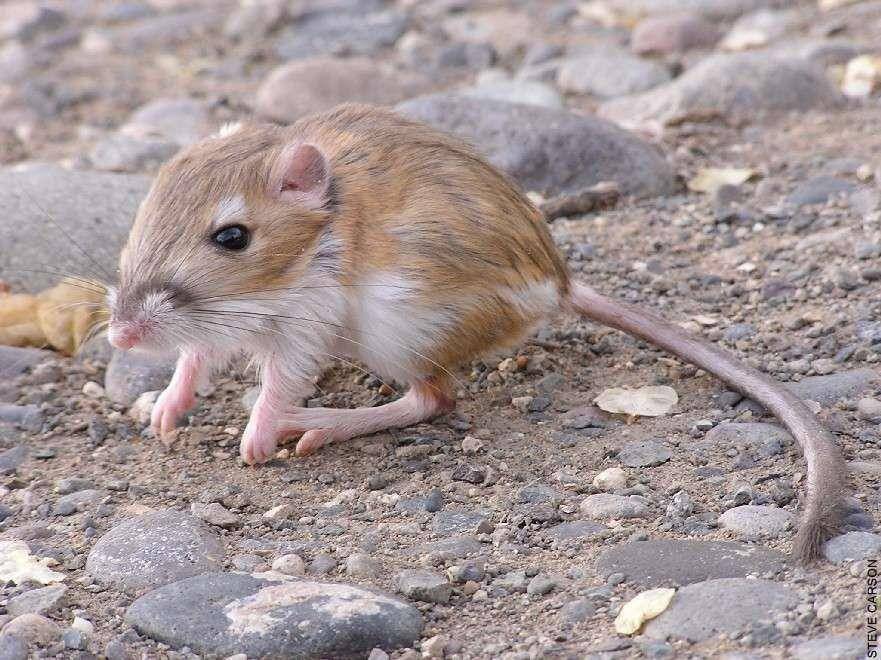 ilustrasi tikus kanguru (fieldguide.mt.gov)