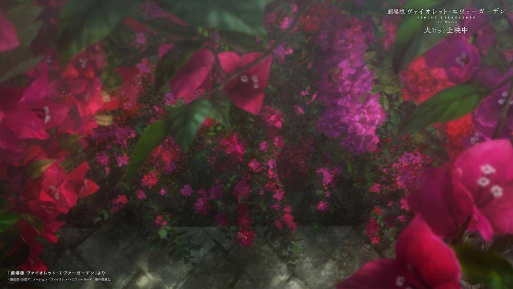 Bunga Bougenville sebagai bunga keluarga Bougenvillea (dok. Kyoto Animation/ Violet Evergarden: The Movie)