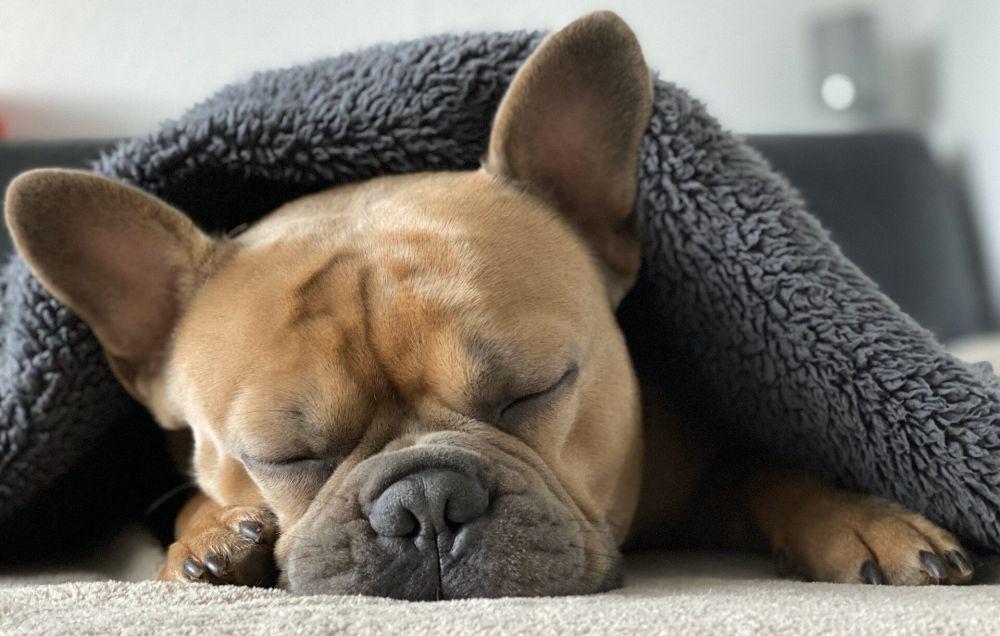 5 Fakta tentang Tidur yang Menarik untuk Kamu Ketahui