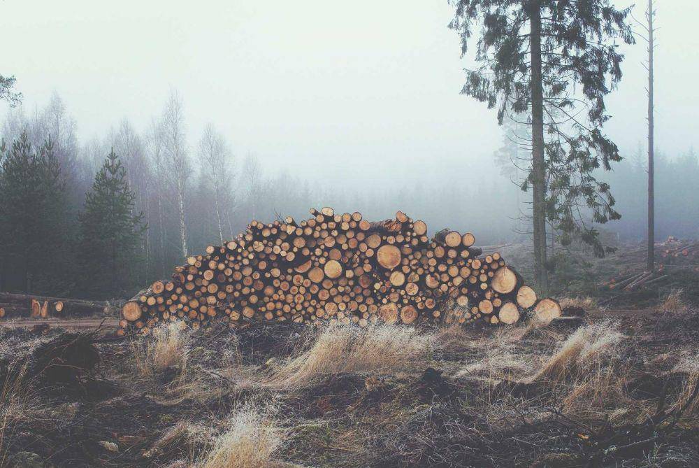 ilustrasi hutan gundul (pixabay.com/free-photos)