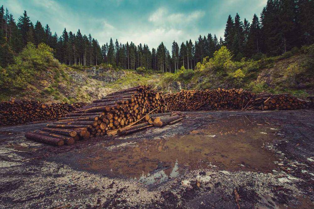 ilustrasi hutan gundul (pixabay.com/free-photos)