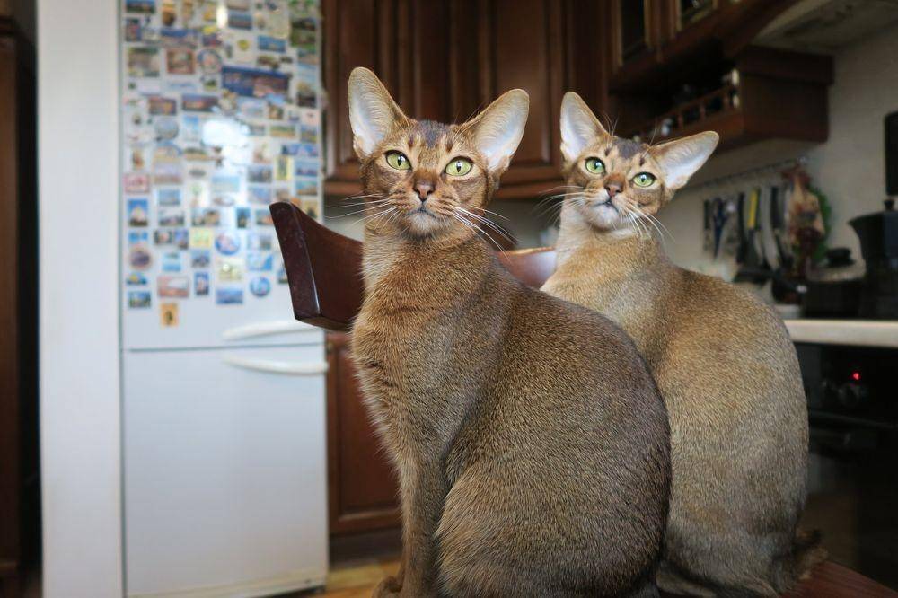 ilustrasi kucing abyssinian (pixabay.com/tsapenkodg)