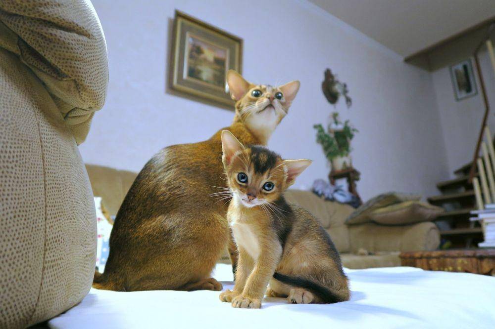 ilustrasi kucing (pixabay.com/tsapenkodg)