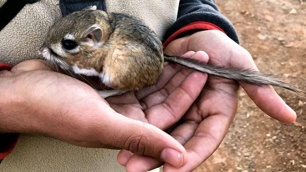 ilustrasi tikus kanguru (science.org)