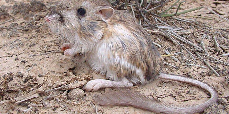 ilustrasi tikus kanguru (nps.gov)