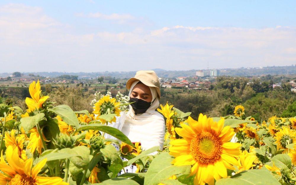 Kreatif, Warga Kota Batu Ubah Kebun Jadi Ladang Bunga Matahari
